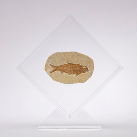 Green River Fish Fossil Floating in Acrylic Display // Ver. 4