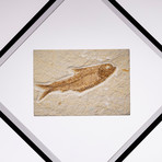 Green River Fish Fossil Floating in Acrylic Display // Ver. 1