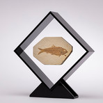 Green River Fish Fossil Floating in Acrylic Display // Ver. 2