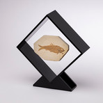 Green River Fish Fossil Floating in Acrylic Display // Ver. 2