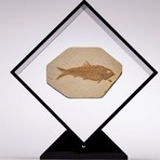 Green River Fish Fossil Floating in Acrylic Display // Ver. 2