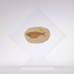 Green River Fish Fossil Floating in Acrylic Display // Ver. 5