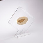 Green River Fish Fossil Floating in Acrylic Display // Ver. 5