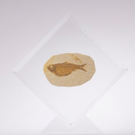 Green River Fish Fossil Floating in Acrylic Display // Ver. 5