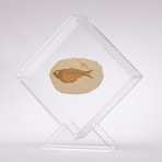 Green River Fish Fossil Floating in Acrylic Display // Ver. 5