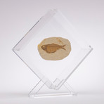 Green River Fish Fossil Floating in Acrylic Display // Ver. 5