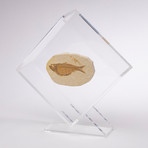 Green River Fish Fossil Floating in Acrylic Display // Ver. 5