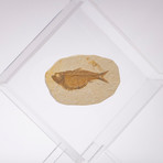 Green River Fish Fossil Floating in Acrylic Display // Ver. 5