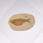 Green River Fish Fossil Floating in Acrylic Display // Ver. 5