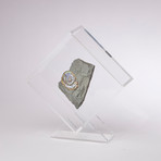 Psiloceras Ammonite Fossil Floating in Acrylic Display // Ver. 3