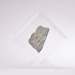 Psiloceras Ammonite Fossil Floating in Acrylic Display // Ver. 3