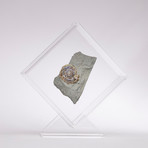 Psiloceras Ammonite Fossil Floating in Acrylic Display // Ver. 3