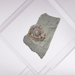 Psiloceras Ammonite Fossil Floating in Acrylic Display // Ver. 3