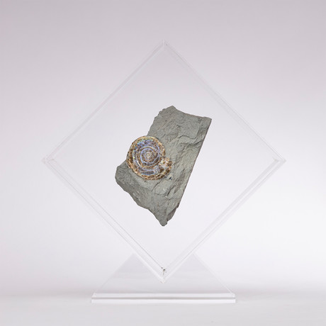 Psiloceras Ammonite Fossil Floating in Acrylic Display // Ver. 3