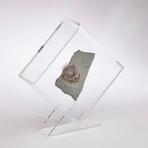 Psiloceras Ammonite Fossil Floating in Acrylic Display // Ver. 3