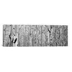 Aspen Trees In A Forest // Panoramic Images (60"W x 20"H x 0.75"D)