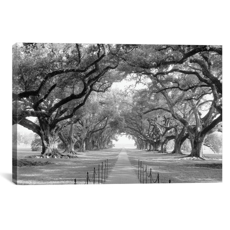 Brick Path Through Alley Of Oak Trees, Louisiana, New Orleans, USA (Black And White) I // Panoramic Images (26"W x 18"H x 1.5"D)