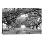 Brick Path Through Alley Of Oak Trees, Louisiana, New Orleans, USA (Black And White) I // Panoramic Images (26"W x 18"H x 1.5"D)