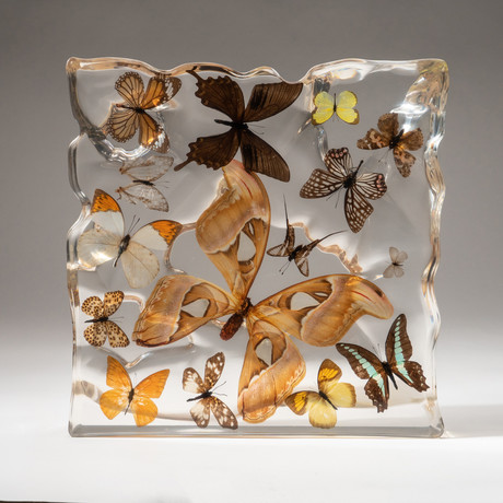 Genuine Butterflies In Acrylic Display Frame