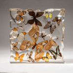 Genuine Butterflies In Acrylic Display Frame