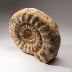 Natural Ammonite Fossil // V1