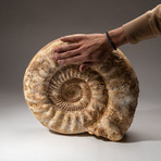 Natural Ammonite Fossil // V1