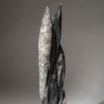 Genuine Polished Orthoceras Fossil Statue