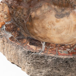Genuine Polished Petrified Wood Bowl V1