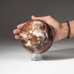 Genuine Polished Petrified Wood Sphere + Acrylic Display Stand V2