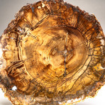 Genuine Polished Petrified Wood Slice