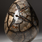 Genuine Polished Septarian Druzy Egg
