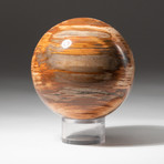 Genuine Polished Petrified Wood Sphere + Acrylic Display Stand V1