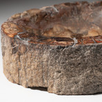 Genuine Polished Petrified Wood Bowl V1
