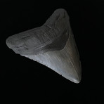 5.56" High Quality Serrated Megalodon Tooth