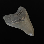 4.45" High Quality Serrated Megalodon Tooth