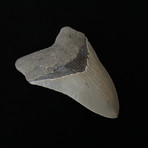 4.03" High Quality Serrated Megalodon Tooth