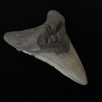 5.43" Sharp Lower Megalodon Tooth