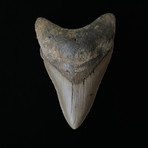 4.38" Serrated Megalodon Tooth