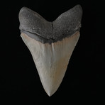 4.91" High Quality Serrated Megalodon Tooth