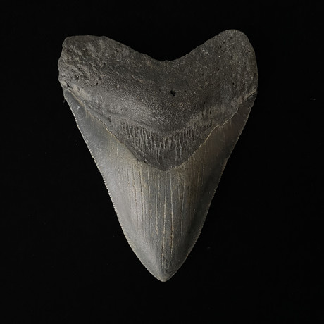 4.78" High Quality Serrated Megalodon Tooth