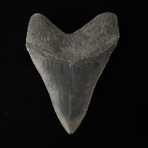 4.78" High Quality Serrated Megalodon Tooth