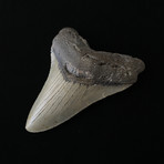 4.01" Megalodon Tooth