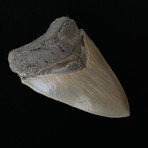 4.83" High Quality Serrated Megalodon Tooth