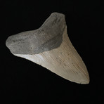 4.54" High Qaulity Serrated Megalodon Tooth