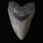 5.57" High Quality Serrated Megalodon Tooth