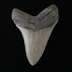 4.54" High Qaulity Serrated Megalodon Tooth