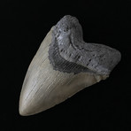 5.57" High Quality Serrated Megalodon Tooth