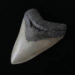4.32" High Quality Serrated Megalodon Tooth