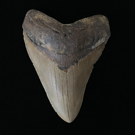 5.26"High Quality Megalodon Tooth