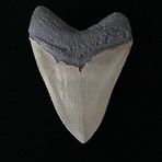 4.32" High Quality Serrated Megalodon Tooth